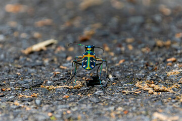 Macro shot of a colorful tiger beetle walking on asphalt