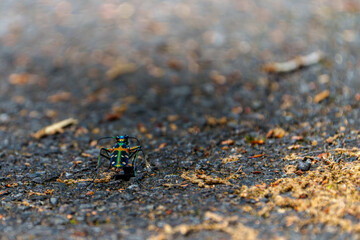 Macro shot of a colorful tiger beetle walking on asphalt