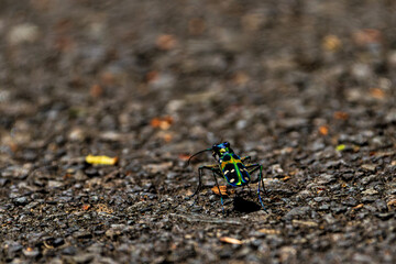 Macro shot of a colorful tiger beetle walking on asphalt