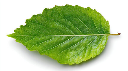 Obraz premium A single green leaf with visible veins lying on a white surface close up view