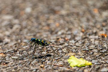 Macro shot of a colorful tiger beetle walking on asphalt