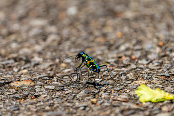 Macro shot of a colorful tiger beetle walking on asphalt
