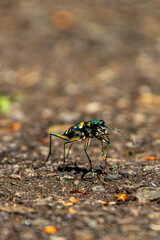 Macro shot of a colorful tiger beetle walking on asphalt
