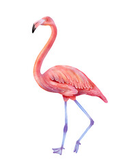 Pink flamingo watercolor illustration isolated on white background. Detailed tropical bird art for summer designs, beach themed products, posters, cards, fabric, packaging and decorative prints.