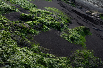 Black sand covered with green seaweed near Saksun village.