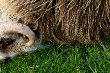 A sheep eating fresh green grass in the Faroe Islands.