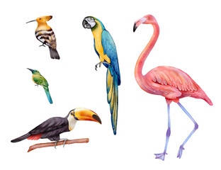 Fototapeta premium Watercolor tropical birds set isolated on white background. Flamingo, toucan, parrot, hoopoe, motmot for summer cards, posters, stickers, fabrics, packaging design, exotic nature and zoo projects.