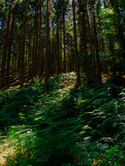 Sunlit Birch Forest Path - Scandinavian Nordic Woodland