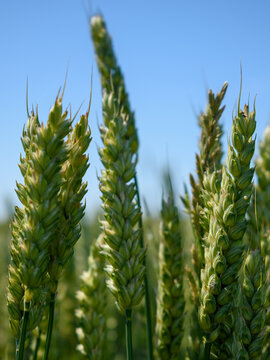Fresh Green Wheat Stalks Close-up - Organic Cereal Crop Growing