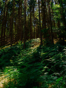 Sunlit Birch Forest Path - Scandinavian Nordic Woodland
