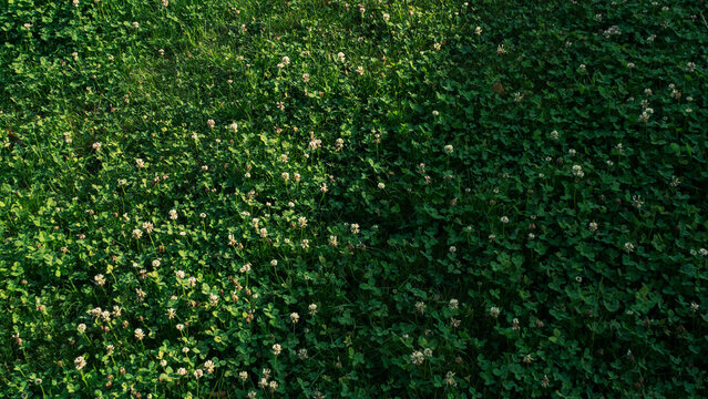Lush Green Hillside Meadow - Natural Landscape