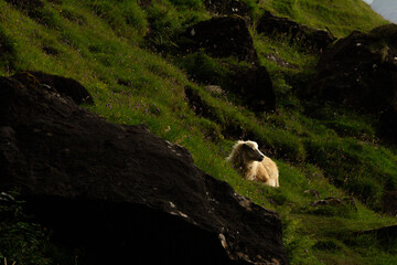A sheep resting on a green hillside in the Faroe Islands.