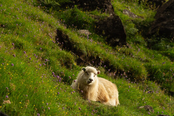 A sheep resting on a green hillside in the Faroe Islands.