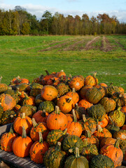 Pumpkin Field with Orange Flowers - Danish Autumn Harvest Display