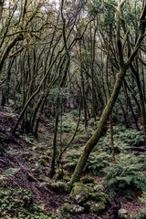 The so-called “Magic Forest,” actually a laurel forest, in Garajonay National Park on La Gomera, Canary Islands.