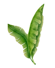 Obraz premium Watercolor tropical banana leaves isolated on white background. Botanical green foliage element for summer cards, invitations, packaging, fabric design, posters, and nature themed decorative projects.