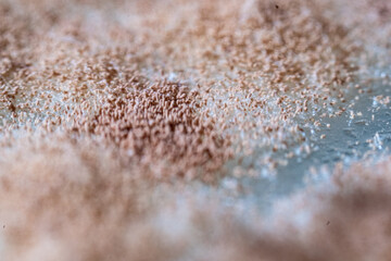 A detailed macro photograph capturing the surface of a fungal colony, characterized by a dense, granular layer of light brown or reddish-tan spores (conidia) clumped together on the mycelia
