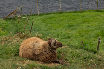A sheep resting on green grass in the Faroe Islands.
