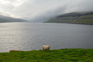 A sheep standing by the water’s edge in the Faroe Islands.