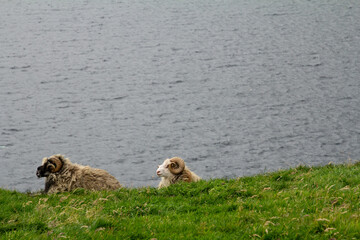 A sheep resting on green grass in the Faroe Islands.