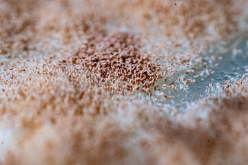 A detailed macro photograph capturing the surface of a fungal colony, characterized by a dense, granular layer of light brown or reddish-tan spores (conidia) clumped together on the mycelia