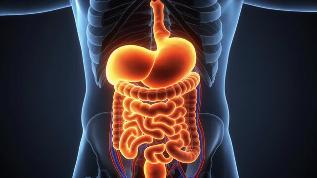 Detailed 3D Animation of the Human Digestive System Anatomy.