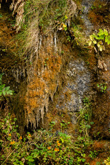 Hanging Old Man’s Beard lichen growing on a rock