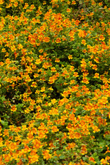 Orange sticky monkey-flower blooming in the wild.