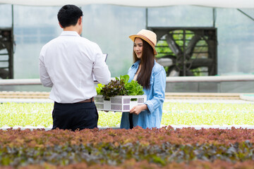 Asian woman and man farmer working together in organic hydroponic salad vegetable farm