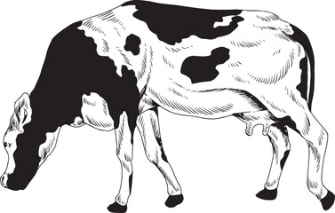 Cow black and white vector illustration. Hand drawing of engraving art of a cow