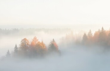 Autumn forest covered in thick mist. Trees display vibrant yellow, orange fall colors. Foggy landscape view from above creates peaceful, mysterious atmosphere. Early morning nature scene shows calm