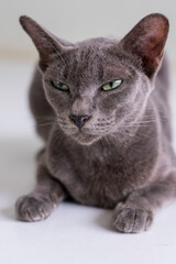 Portrait of a cool-looking gray cat with green eyes