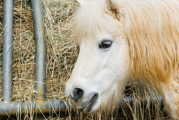 T&ecirc;te de poney blanc mangeant de la paille dans une mangeoire &agrave; chevaux. Nourriture &eacute;quid&eacute;. 