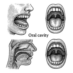 Oral Cavity Anatomy in Vintage Medical Engraving Illustration © FriskySloths