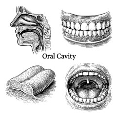 Oral Cavity Anatomy in Vintage Medical Engraving Illustration © FriskySloths