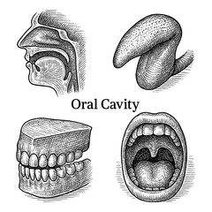 Oral Cavity Anatomy in Vintage Medical Engraving Illustration © FriskySloths