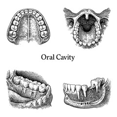 Oral Cavity Anatomy in Vintage Medical Engraving Illustration © FriskySloths