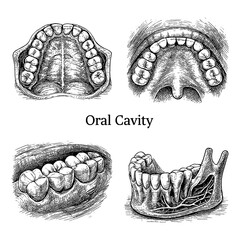 Oral Cavity Anatomy in Vintage Medical Engraving Illustration © FriskySloths