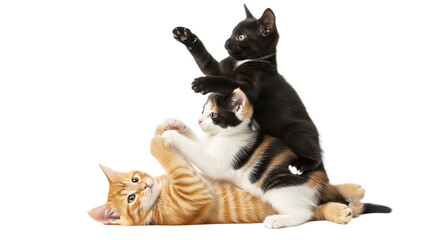 Three kittens playing together in a pile with a black background and bright lighting conditions