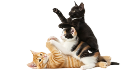 Three kittens playing together in a pile with a black background and bright lighting conditions