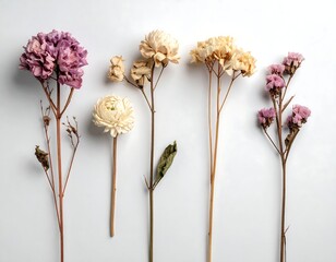 Overhead view of five dried flowers of different colors and shapes, arranged on a white surface