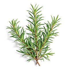 Fototapeta premium Fresh rosemary sprigs culinary herb aromatic plant cooking ingredient isolated on white background