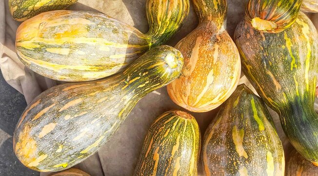 High angle view Butternut squash, a variety of Cucurbita moschata (Latin)