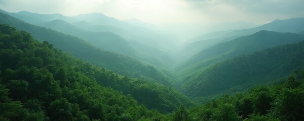 Obraz premium Misty green mountain valley with layers of forest. Sunlight filters through fog creating atmospheric landscape. Serene natural scenery, vast wilderness, remote terrain.