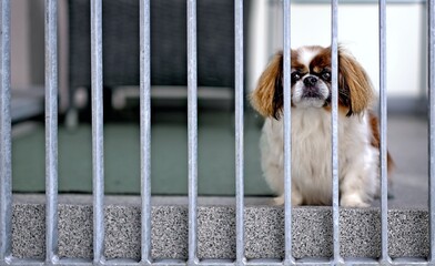 Cute little dog looking curious through the balcony railing. Panoramic image . 
