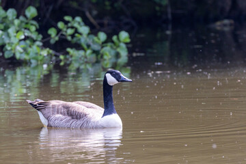 Close-up of a goose, sign H5N1 concept for poultry, danger of bird flu and disease in poultry.