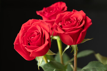 Elegant bouquet of three lush red roses isolated on a dramatic black background. Perfect for concepts of love, passion, romance, and celebration. Ample copy space for text.