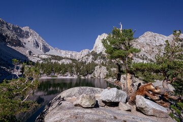 Ancient Pine Tree Framing Lone Pine Lake, Sierra Nevada