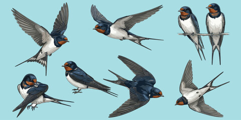 Barn swallow birds vector, flying poses, perched swallows, bird anatomy, feather details, ornithology illustration, flat design, cartoon style