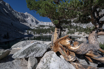 Ancient Pine Tree Framing Lone Pine Lake, Sierra Nevada